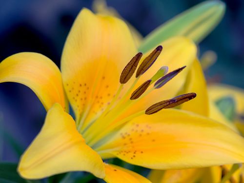 lily yellow macro