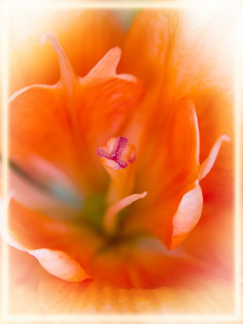 lily orange macro