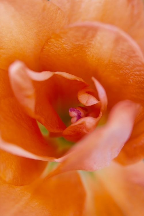 lily orange macro