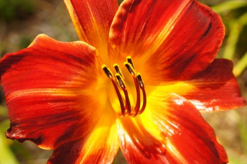 lily orange flower