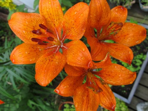 lily flower orange