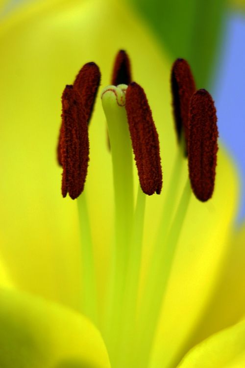 lily macro yellow
