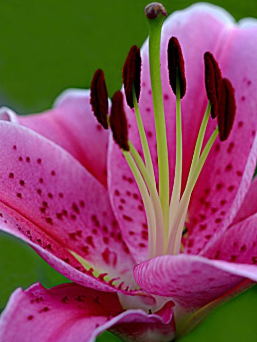 lily macro yellow