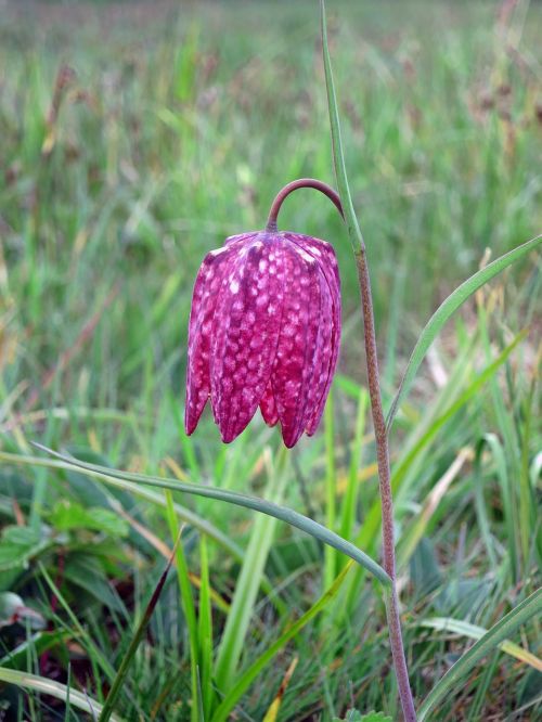 lily fritillaria meleagris chequered