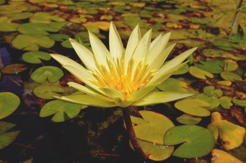 lily flower pond