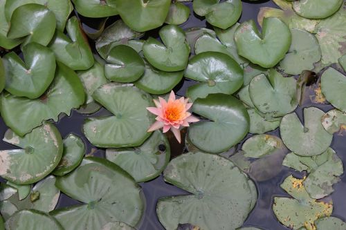 lily water flower