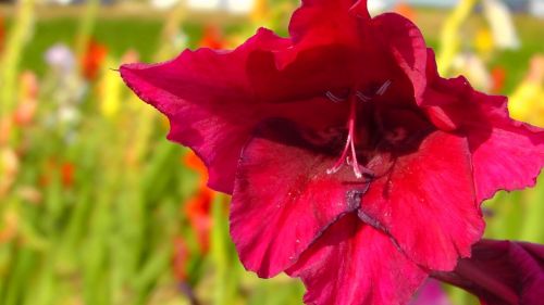 lily cauliflower red