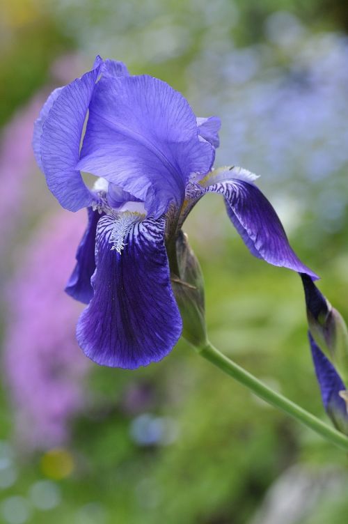 iris flower plant