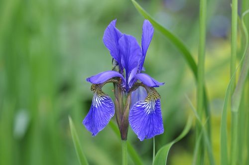 iris blue wild plant