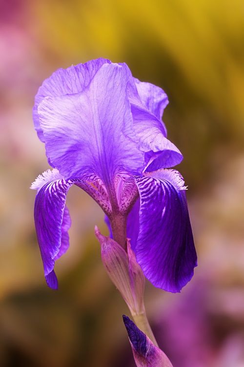 iris flower blue-purple
