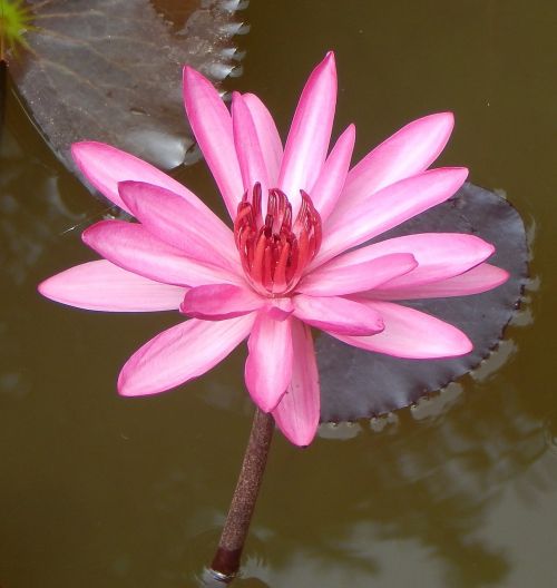 lily water lily red water lily