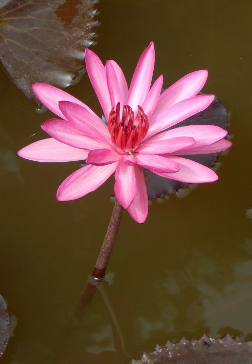 lily water lily waterlily