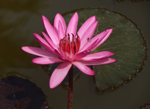 lily water lily waterlily