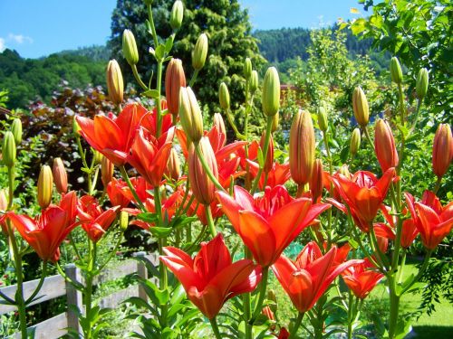 lily orange-red flower summer flower