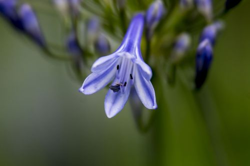 lily agapanthus blue