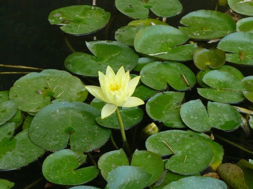 lily flower summer