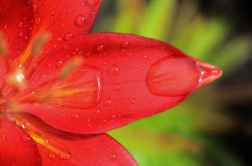 lily flower floral