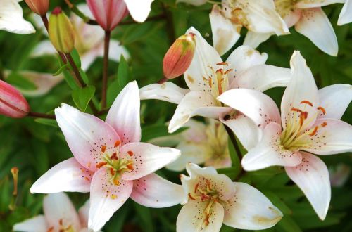 lily flower plant