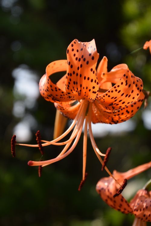 lily flower blossom