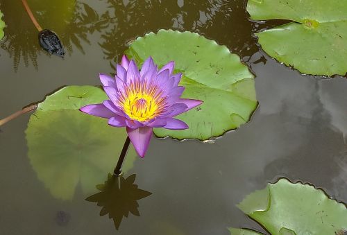 lily waterlily purple