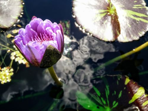lily lily pad bloom