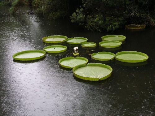 lily pads giant