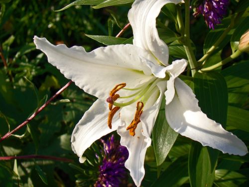 lily flower white