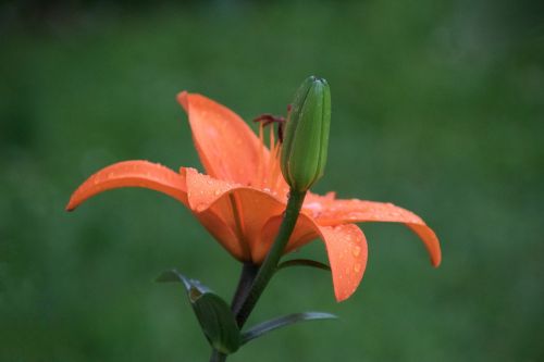 lily nature flower