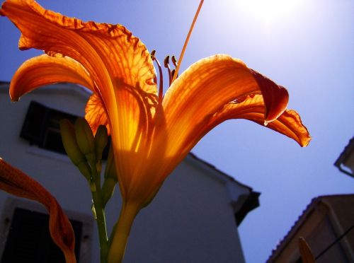 lily flowers close