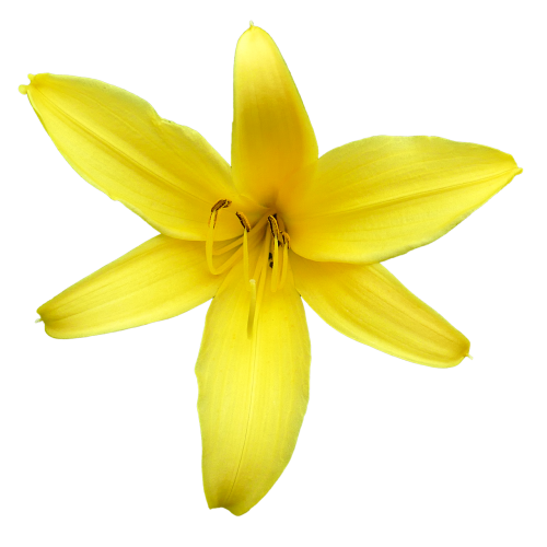 lily blossom flower yellow