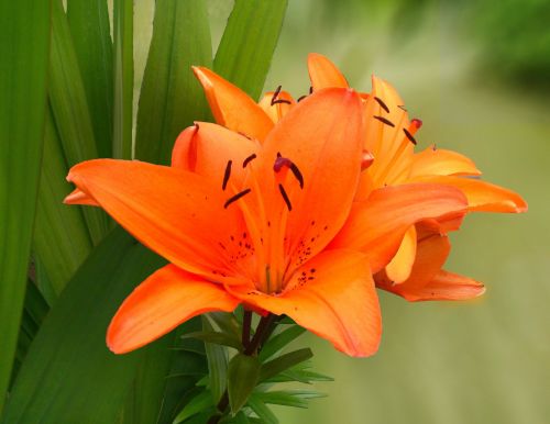 Lily Flower