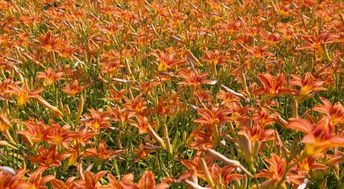 lily flower fields orange