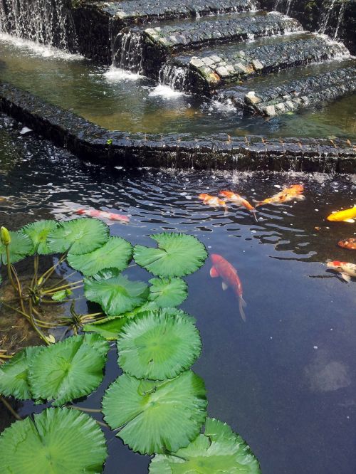 Lily Flower And Gold Fish