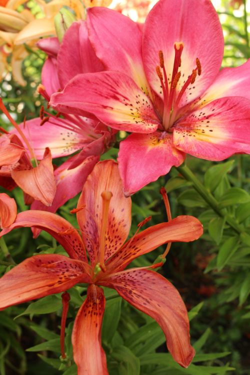 Lily Flower Pink Red Orange
