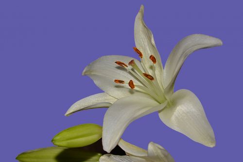 Lily Flowers Background Macro