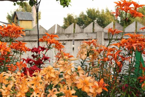 Lily Flowers Color Hummingbird