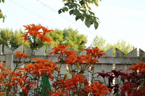 Lily Flowers Color Hummingbird