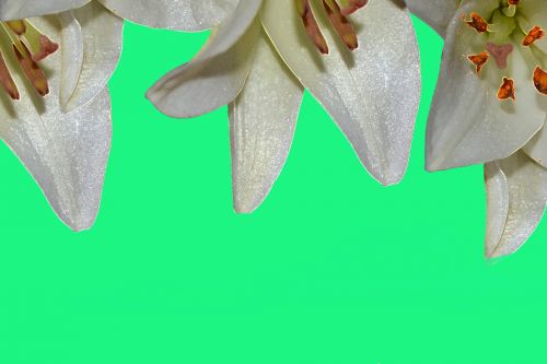 Lily Flowers Jade Background