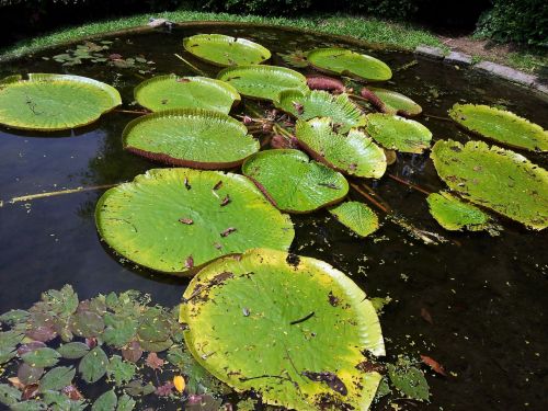 Lily Leaves On The Pond