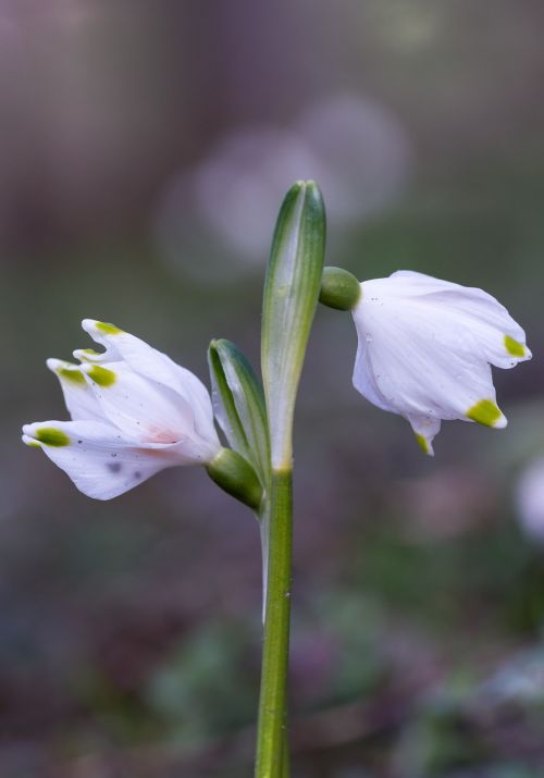 lily of the valley spring signs of spring