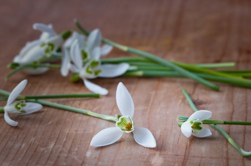 snowdrop spring flowers early bloomer
