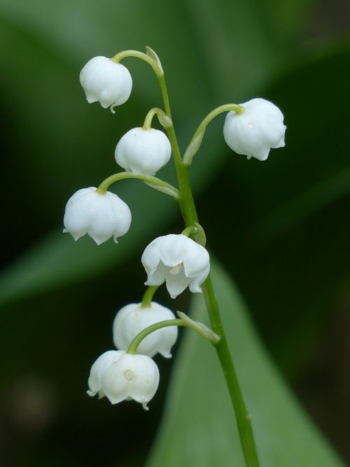 lily of the valley blossom bloom