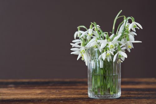 snowdrop flower vase