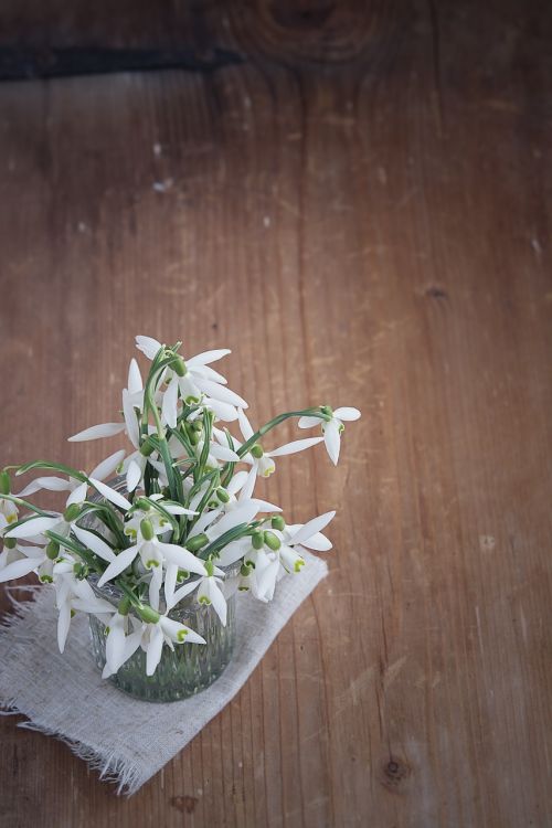 snowdrop flowers white