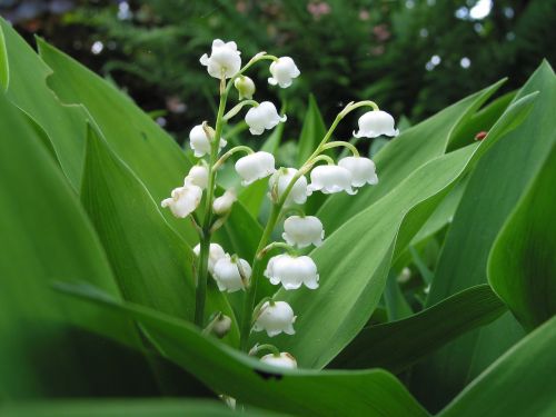 lily of the valley spring frisch