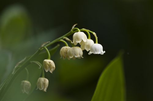 lily of the valley may white