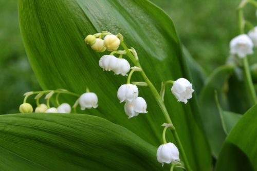 lily of the valley convallaria majalis flower