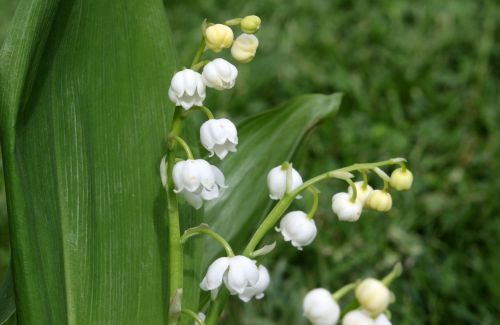 lily of the valley convallaria majalis flower