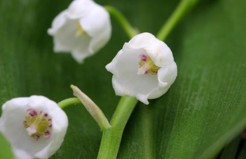 lily of the valley convallaria majalis flower