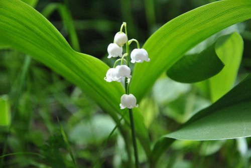 lily of the valley nature spring